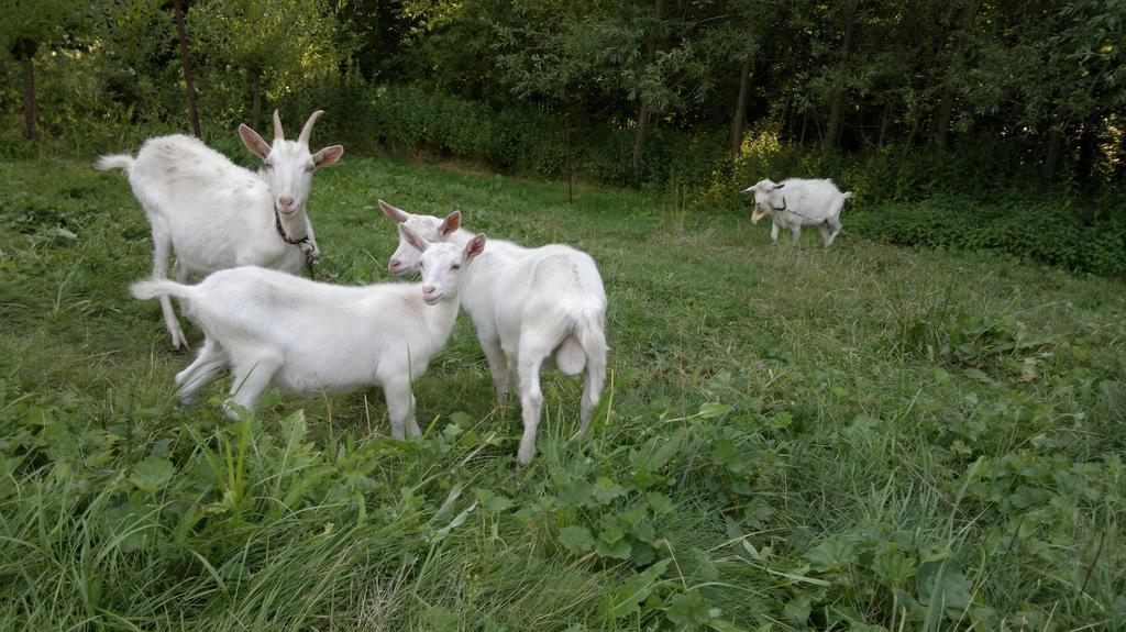 U Mushera Vrchlabí Esterno foto